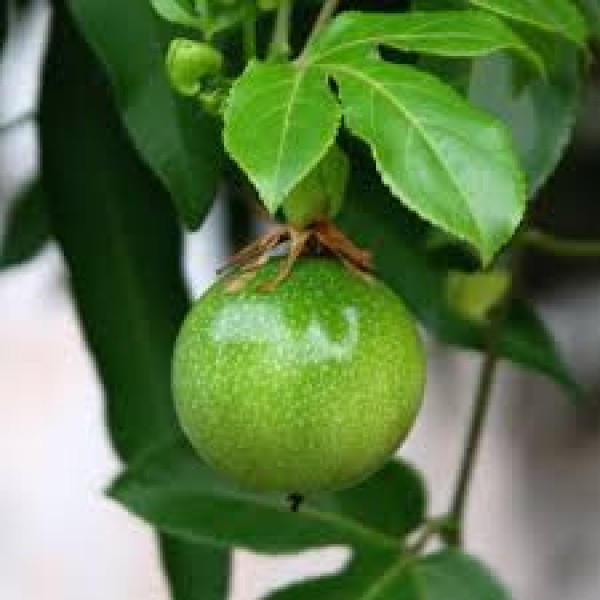 Passion Fruit - Passiflora edulis